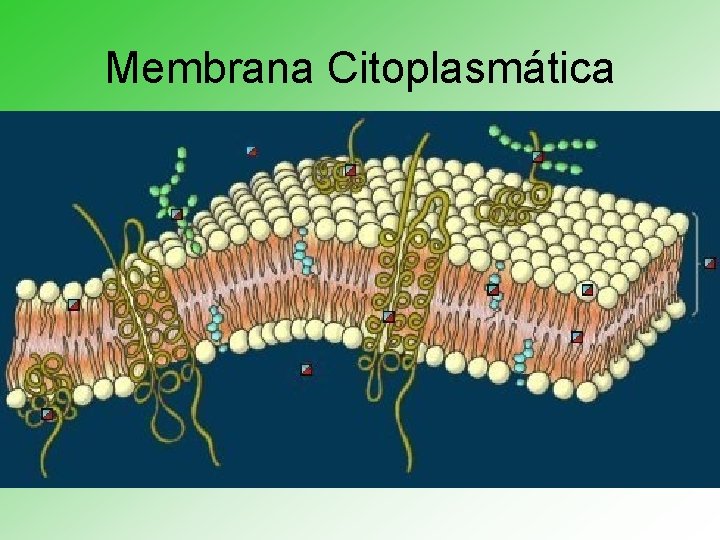 Membrana Citoplasmática 