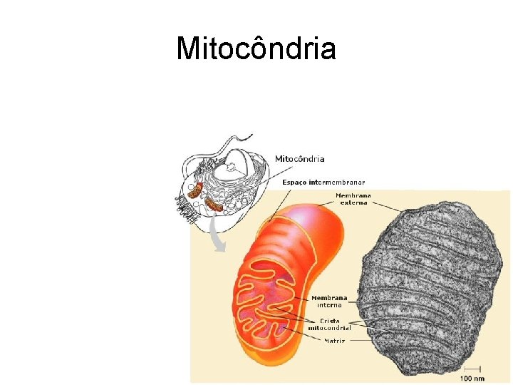 Mitocôndria 