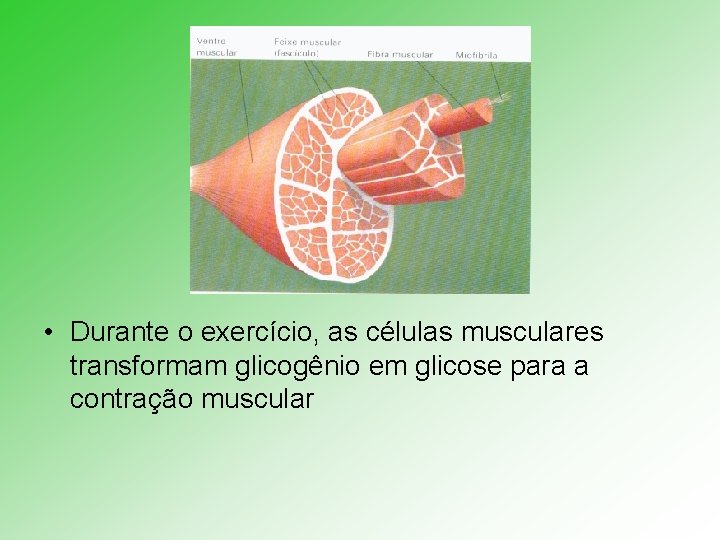  • Durante o exercício, as células musculares transformam glicogênio em glicose para a