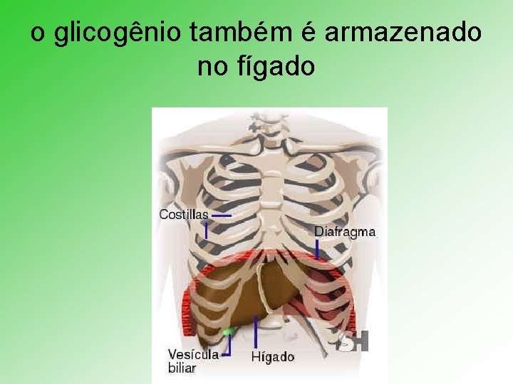 o glicogênio também é armazenado no fígado 