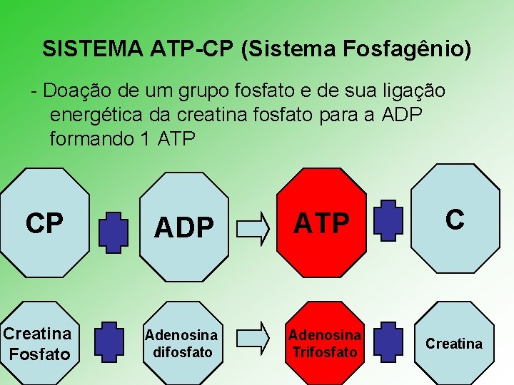 SISTEMA ATP-CP (Sistema Fosfagênio) - Doação de um grupo fosfato e de sua ligação