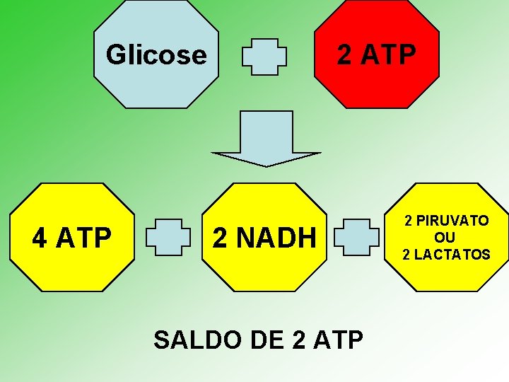 Glicose 4 ATP 2 NADH SALDO DE 2 ATP 2 PIRUVATO OU 2 LACTATOS