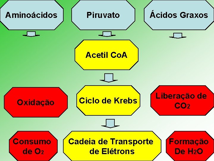 Aminoácidos Piruvato Ácidos Graxos Acetil Co. A Oxidação Consumo de O 2 Ciclo de