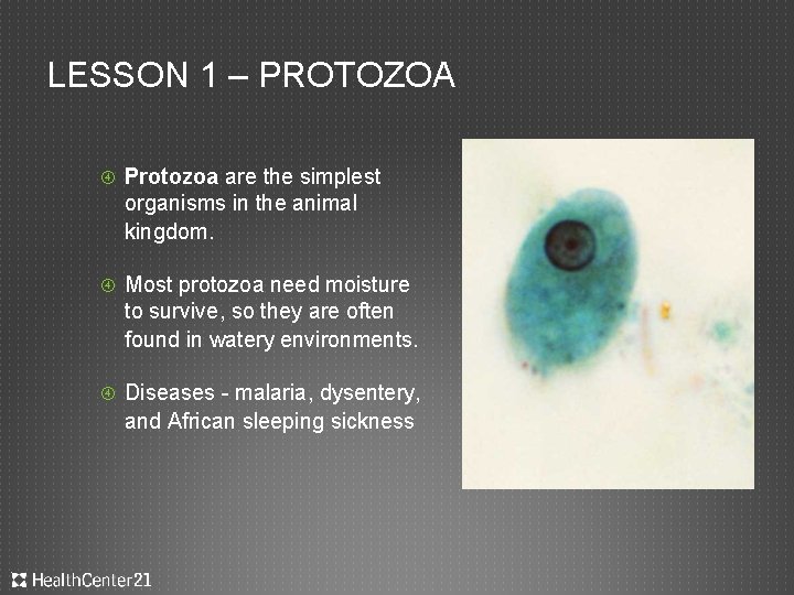 LESSON 1 – PROTOZOA Protozoa are the simplest organisms in the animal kingdom. Most