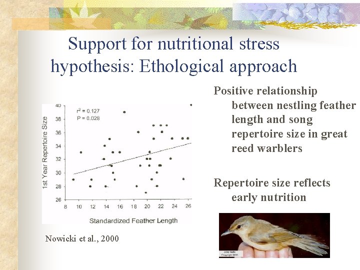 Support for nutritional stress hypothesis: Ethological approach Positive relationship between nestling feather length and