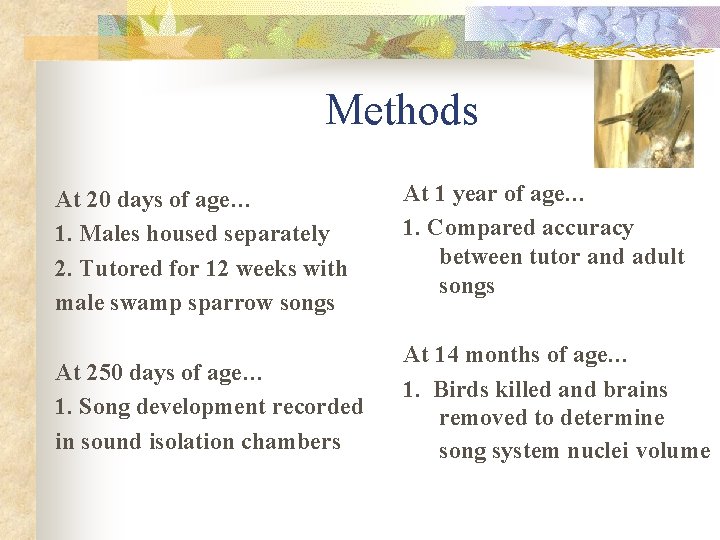 Methods At 20 days of age… 1. Males housed separately 2. Tutored for 12