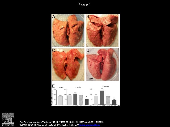 Figure 1 The American Journal of Pathology 2011 179289 -301 DOI: (10. 1016/j. ajpath.