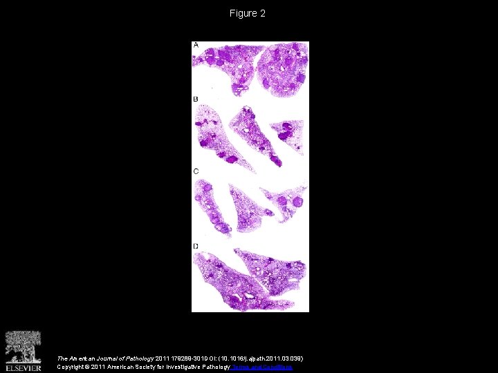 Figure 2 The American Journal of Pathology 2011 179289 -301 DOI: (10. 1016/j. ajpath.