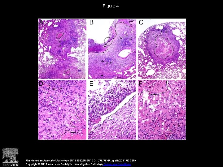 Figure 4 The American Journal of Pathology 2011 179289 -301 DOI: (10. 1016/j. ajpath.