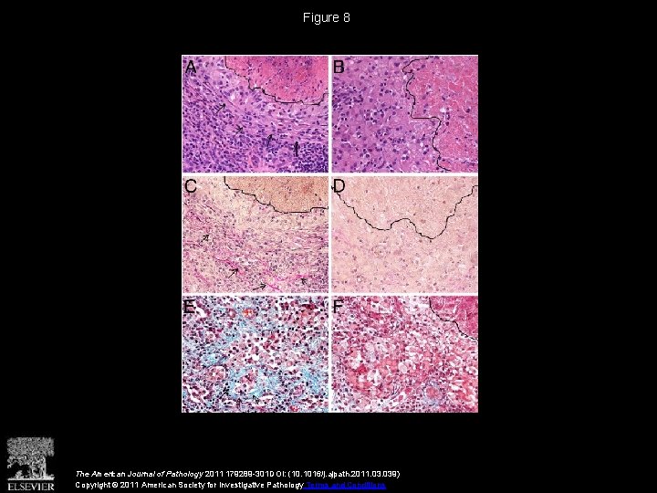 Figure 8 The American Journal of Pathology 2011 179289 -301 DOI: (10. 1016/j. ajpath.