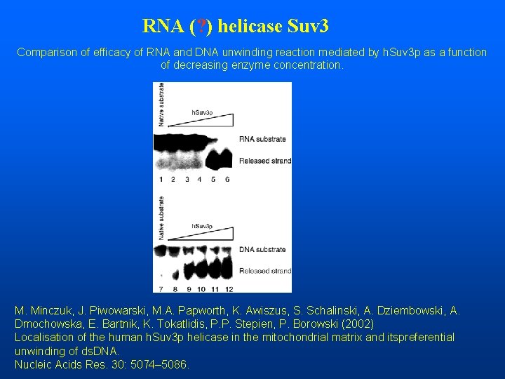 RNA (? ) helicase Suv 3 Comparison of efficacy of RNA and DNA unwinding