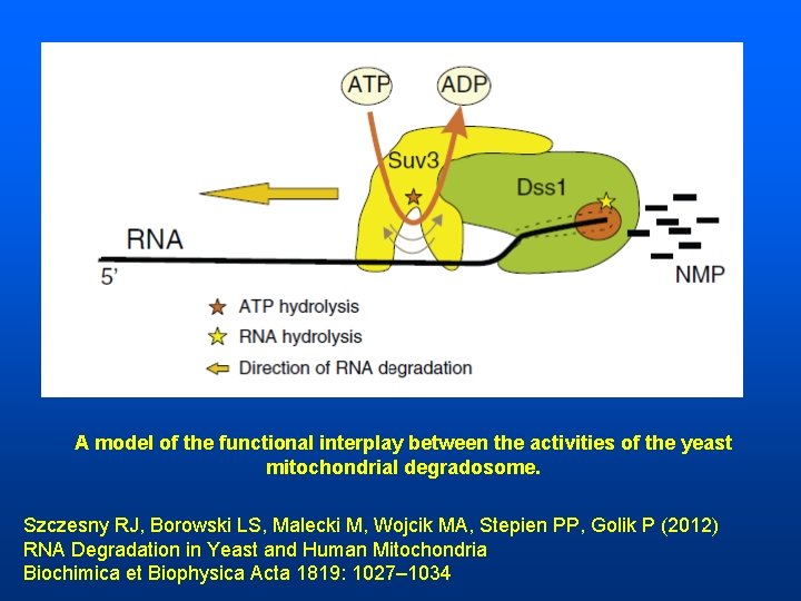A model of the functional interplay between the activities of the yeast mitochondrial degradosome.