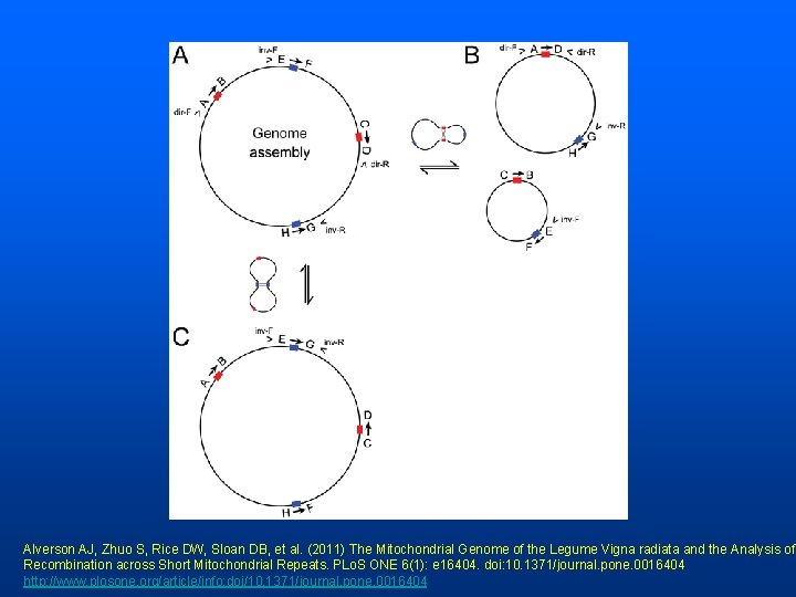 Alverson AJ, Zhuo S, Rice DW, Sloan DB, et al. (2011) The Mitochondrial Genome
