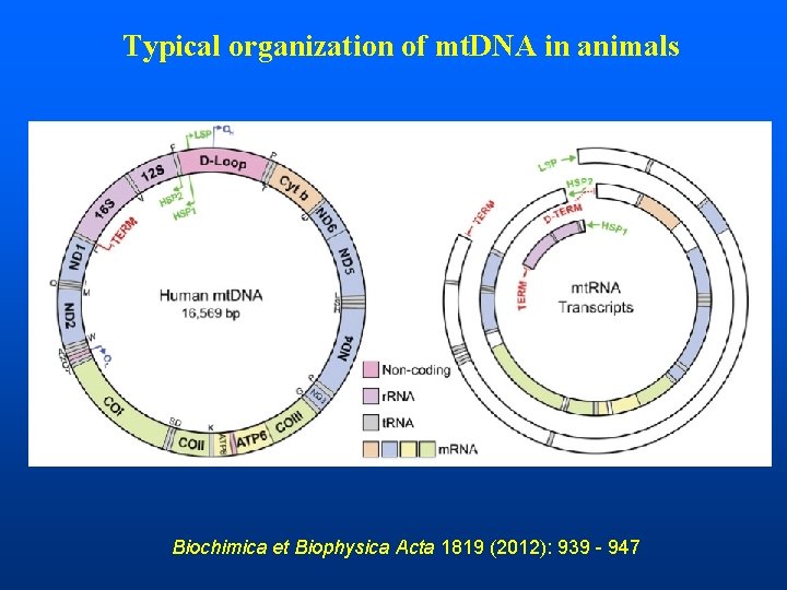 Typical organization of mt. DNA in animals Biochimica et Biophysica Acta 1819 (2012): 939