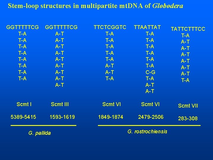 Stem-loop structures in multipartite mt. DNA of Globodera GGTTTTTCG T-A T-A GGTTTTTCG A-T A-T