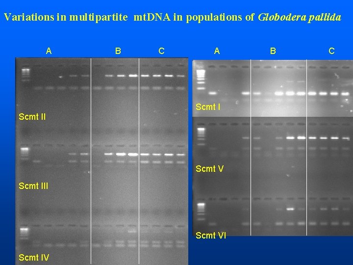 Variations in multipartite mt. DNA in populations of Globodera pallida A B C A