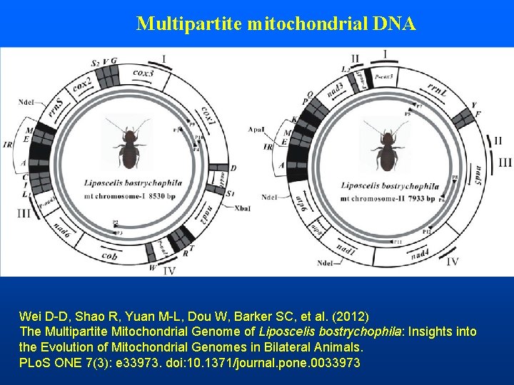 Multipartite mitochondrial DNA Wei D-D, Shao R, Yuan M-L, Dou W, Barker SC, et