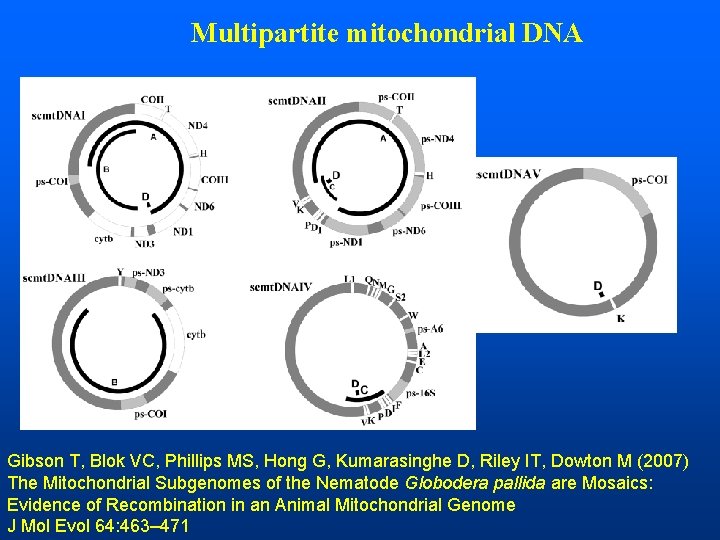 Multipartite mitochondrial DNA Gibson T, Blok VC, Phillips MS, Hong G, Kumarasinghe D, Riley