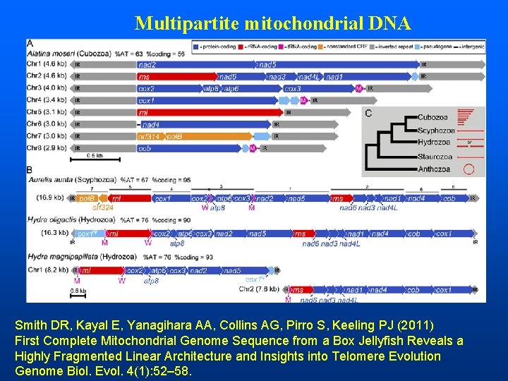 Multipartite mitochondrial DNA Smith DR, Kayal E, Yanagihara AA, Collins AG, Pirro S, Keeling