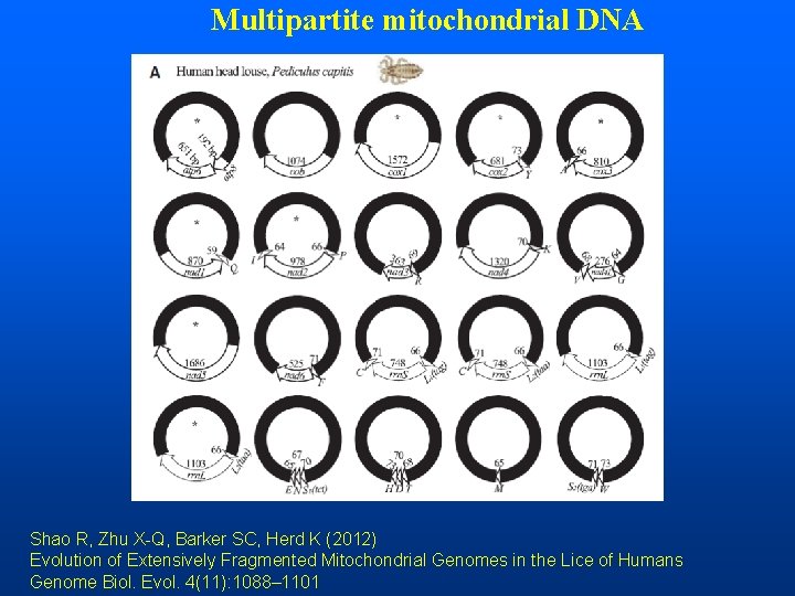 Multipartite mitochondrial DNA Shao R, Zhu X-Q, Barker SC, Herd K (2012) Evolution of