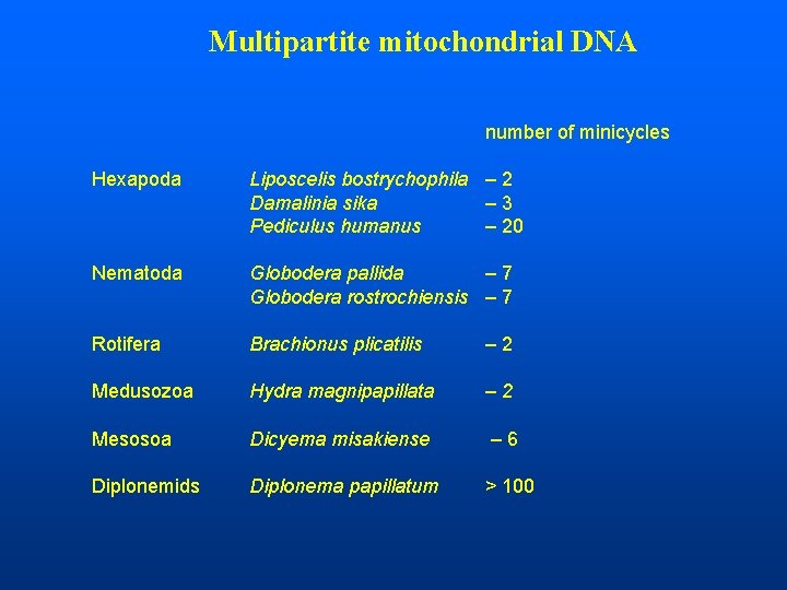 Multipartite mitochondrial DNA number of minicycles Hexapoda Liposcelis bostrychophila – 2 Damalinia sika –