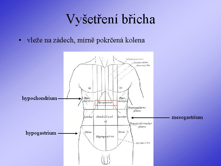 Vyšetření břicha • vleže na zádech, mírně pokrčená kolena hypochondrium mesogastrium hypogastrium 