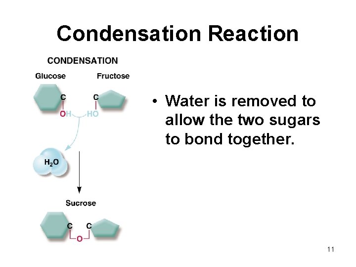 Condensation Reaction • Water is removed to allow the two sugars to bond together.