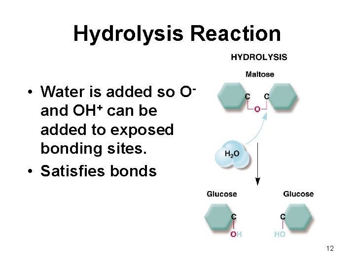 Hydrolysis Reaction • Water is added so Oand OH+ can be added to exposed