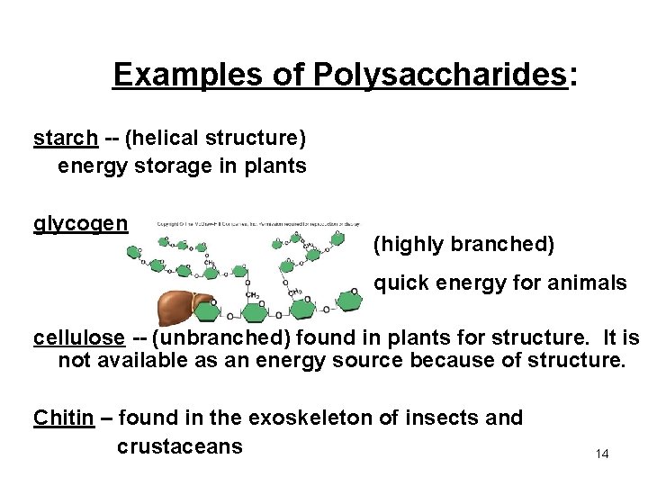 Examples of Polysaccharides: starch -- (helical structure) energy storage in plants glycogen (highly branched)