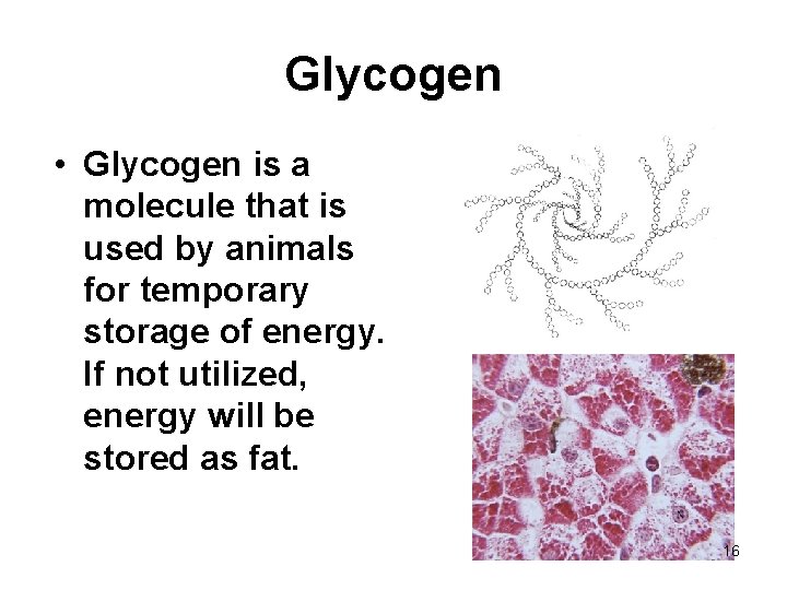 Glycogen • Glycogen is a molecule that is used by animals for temporary storage