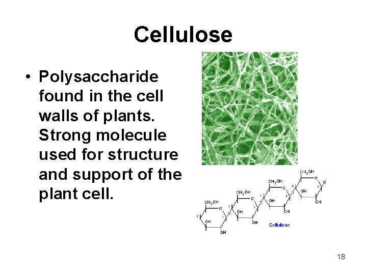 Cellulose • Polysaccharide found in the cell walls of plants. Strong molecule used for