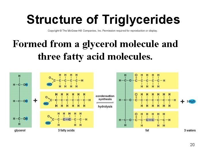 Structure of Triglycerides Formed from a glycerol molecule and three fatty acid molecules. 20