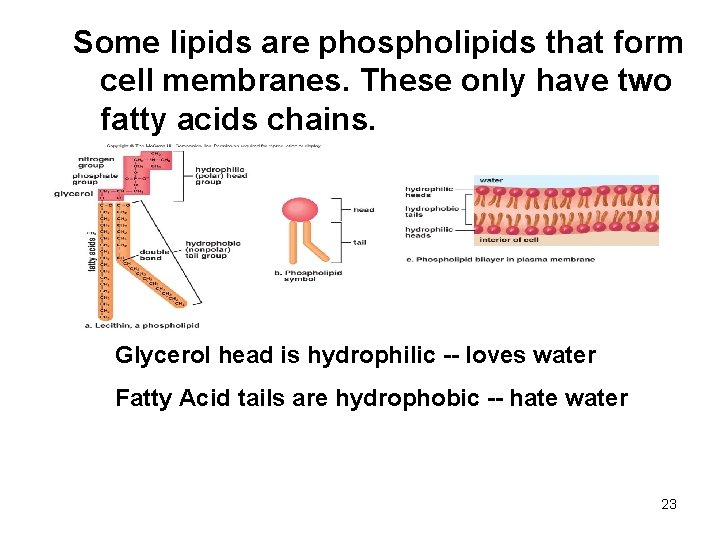 Some lipids are phospholipids that form cell membranes. These only have two fatty acids