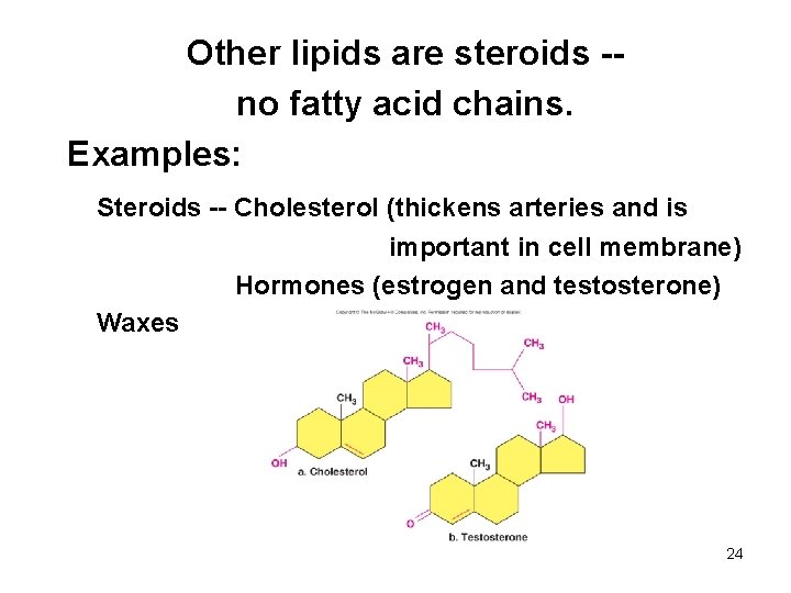 Other lipids are steroids -no fatty acid chains. Examples: Steroids -- Cholesterol (thickens arteries