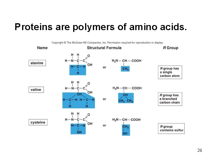 Proteins are polymers of amino acids. 26 