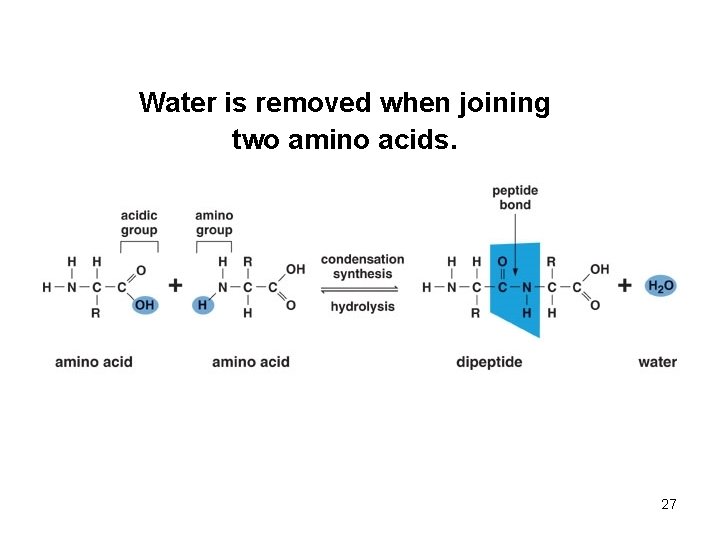 Water is removed when joining two amino acids. 27 