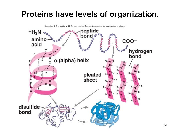 Proteins have levels of organization. 28 