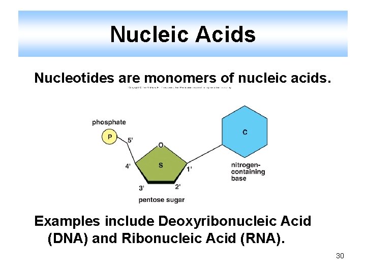 Nucleic Acids Nucleotides are monomers of nucleic acids. Examples include Deoxyribonucleic Acid (DNA) and