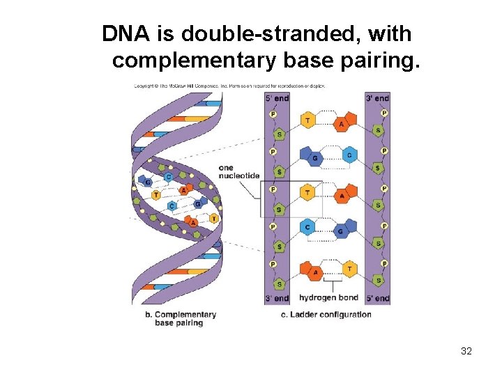 DNA is double-stranded, with complementary base pairing. 32 