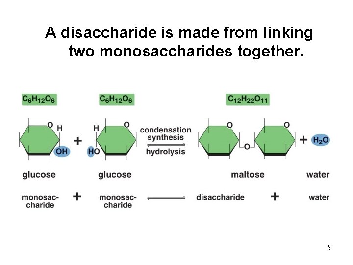 A disaccharide is made from linking two monosaccharides together. 9 