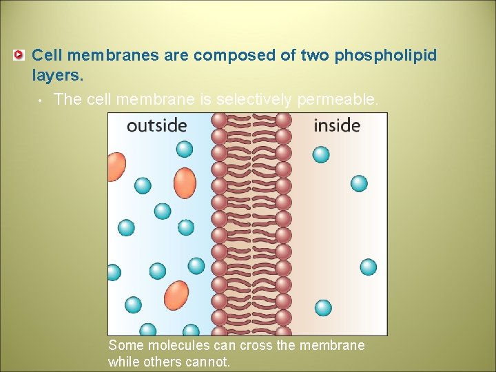 Cell membranes are composed of two phospholipid layers. • The cell membrane is selectively