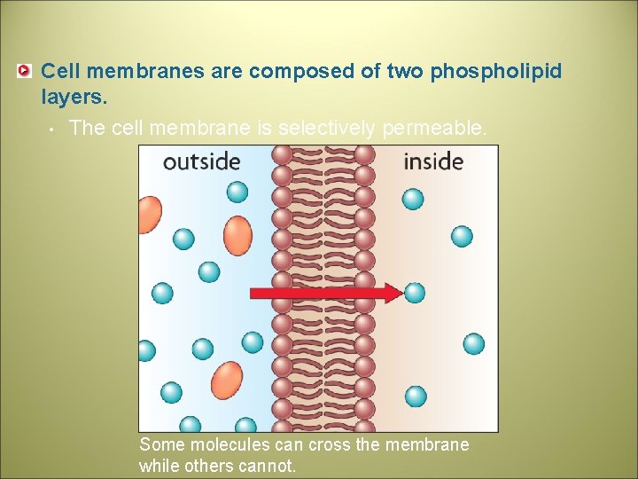 Cell membranes are composed of two phospholipid layers. • The cell membrane is selectively