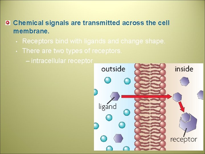 Chemical signals are transmitted across the cell membrane. • Receptors bind with ligands and