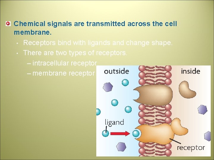 Chemical signals are transmitted across the cell membrane. • Receptors bind with ligands and