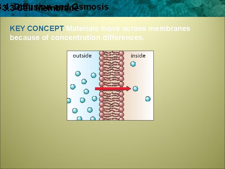 3. 4 and Osmosis 3. 3 Diffusion Cell Membrane KEY CONCEPT Materials move across