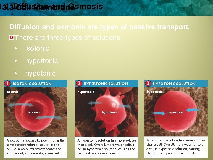 3. 4 and Osmosis 3. 3 Diffusion Cell Membrane Diffusion and osmosis are types