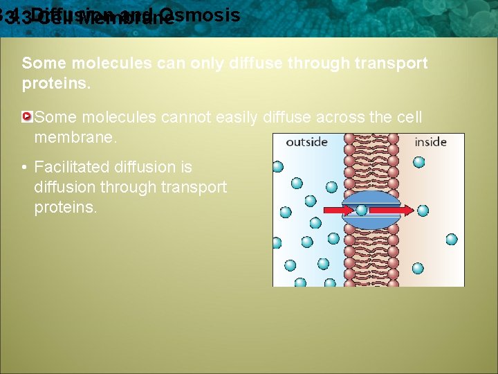 3. 4 and Osmosis 3. 3 Diffusion Cell Membrane Some molecules can only diffuse