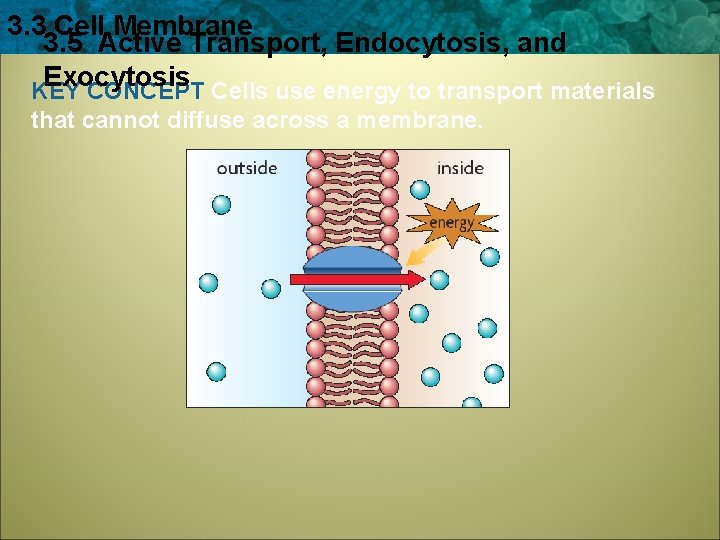 3. 3 Cell Membrane 3. 5 Active Transport, Endocytosis, and Exocytosis KEY CONCEPT Cells