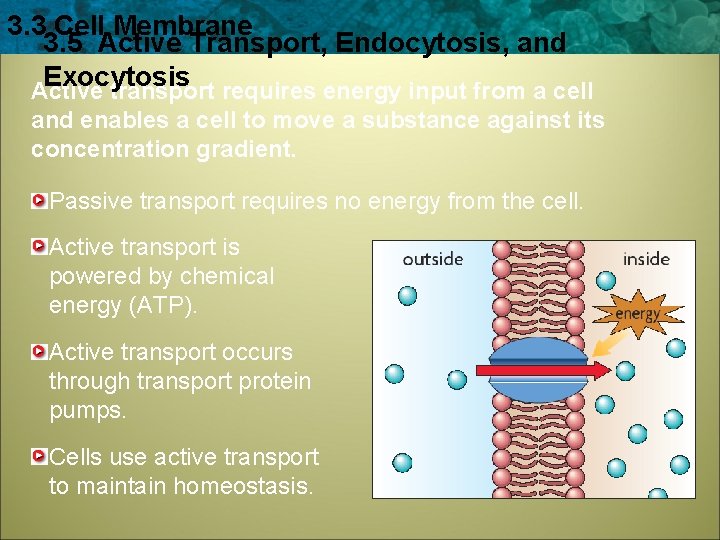 3. 3 Cell Membrane 3. 5 Active Transport, Endocytosis, and Exocytosis Active transport requires