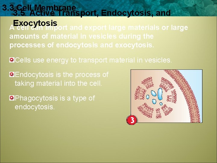 3. 3 Cell Membrane 3. 5 Active Transport, Endocytosis, and Exocytosis A cell can